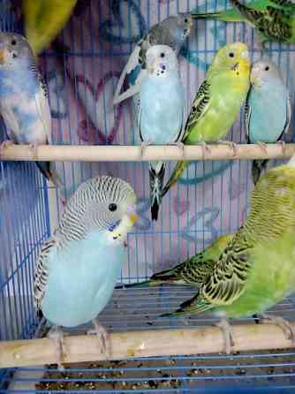 Волнистые попугаи  Алматы