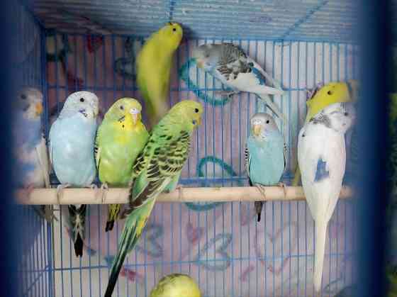 Волнистые попугаи  Алматы