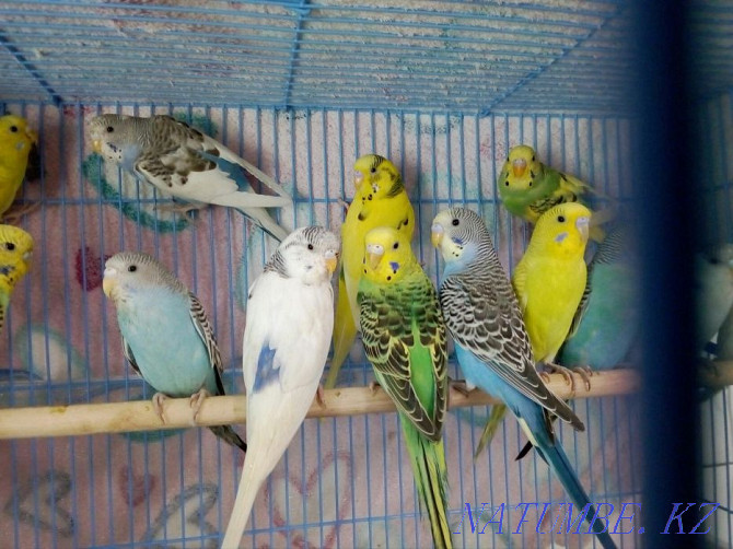 budgerigars Almaty - photo 2