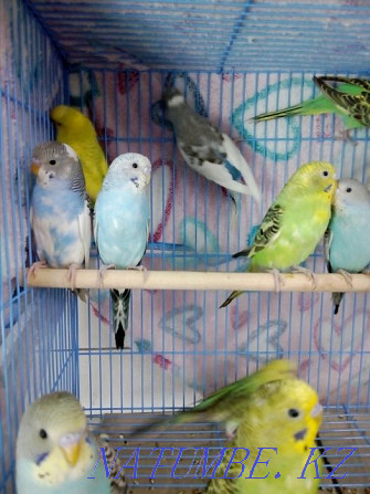 budgerigars Almaty - photo 5