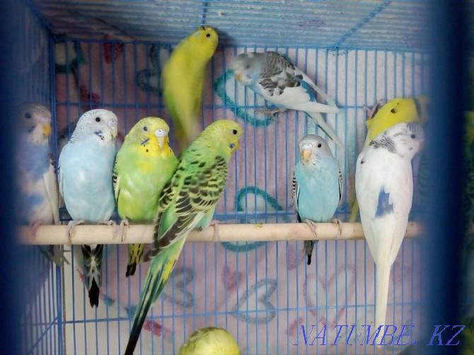 budgerigars Almaty - photo 4