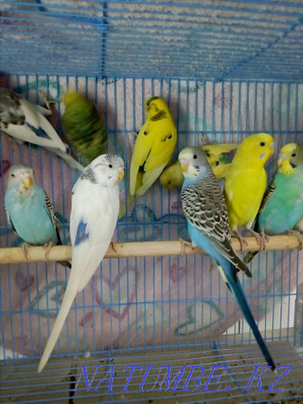 budgerigars Almaty - photo 1