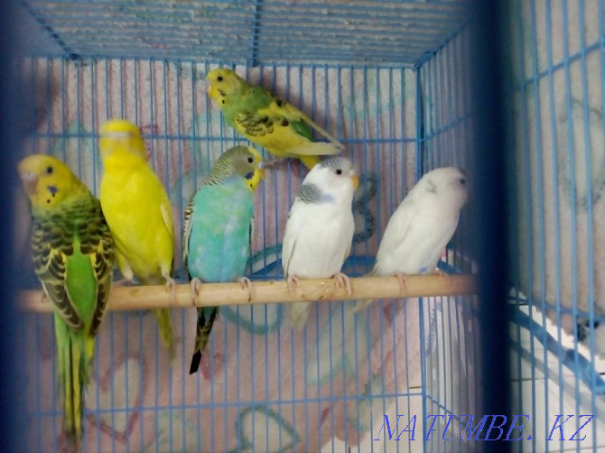 budgerigars Almaty - photo 3