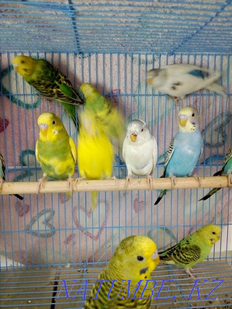 budgerigars Almaty - photo 7