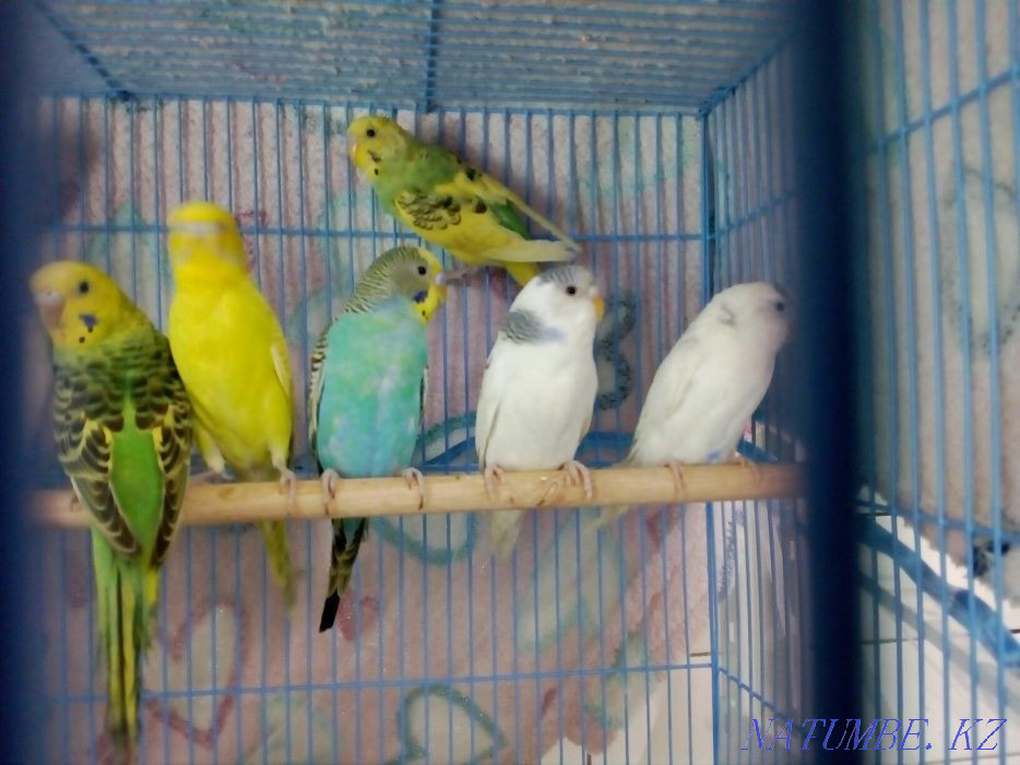 Волнистые попугаи Алматы - изображение 3