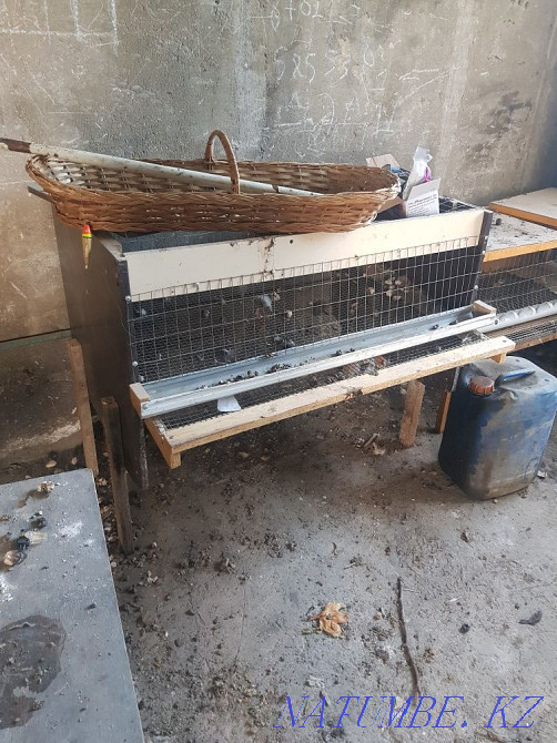 Quail cage Кайтпас - photo 1