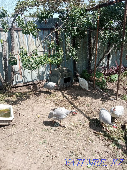 Tsesars are weekly.  - photo 2