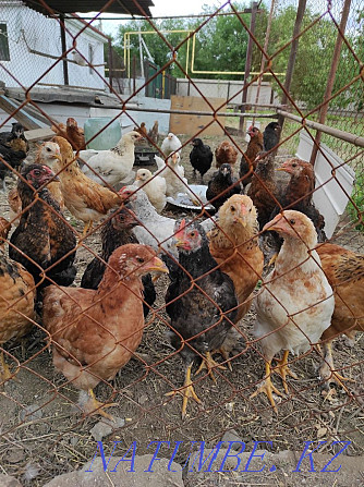 Laying hens Taldykorgan - photo 3