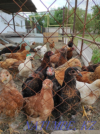 Laying hens Taldykorgan - photo 1