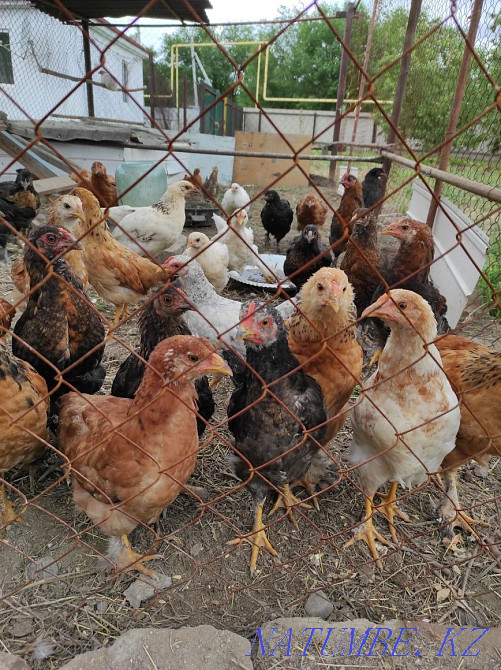 Куры домашние несушки Талдыкорган - изображение 3