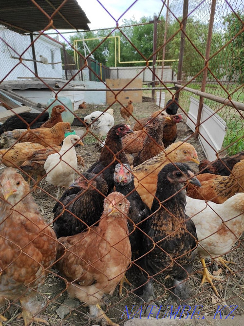 Куры домашние несушки Талдыкорган - изображение 1