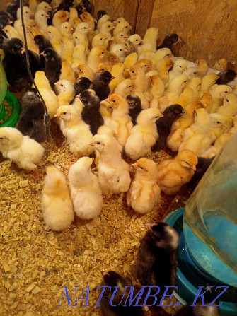 Laying chickens, Kuchensky Astana - photo 1