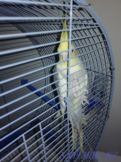 Parrot Correl! Qaskeleng - photo 1