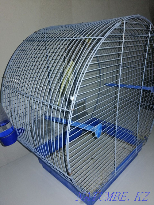 Parrot Correl! Qaskeleng - photo 5