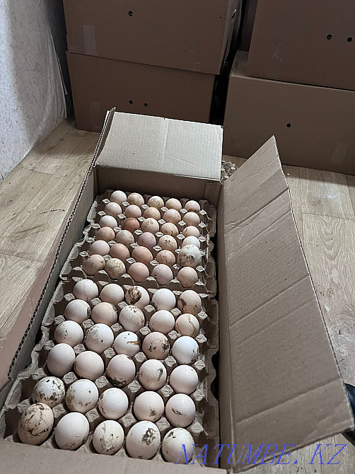 I will sell a high-quality hatching egg with a good yield... Aqsu - photo 3