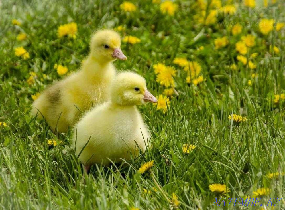 Goslings, ducklings wholesale and retail Kostanay - photo 1