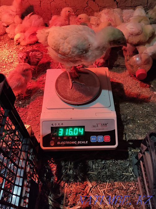 Arbor Icres тауықтары  - изображение 2