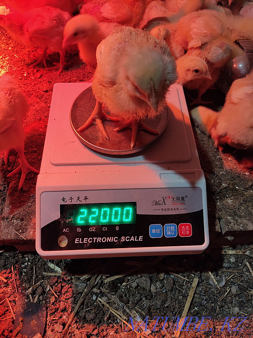 Arbor Icres тауықтары  - изображение 4