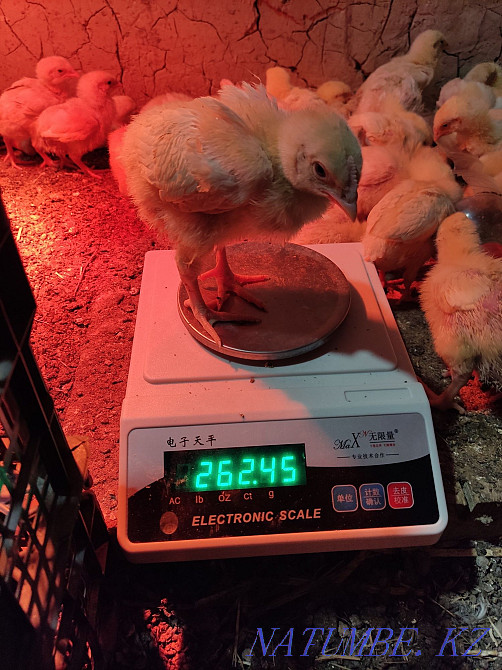 Arbor Icres тауықтары  - изображение 1