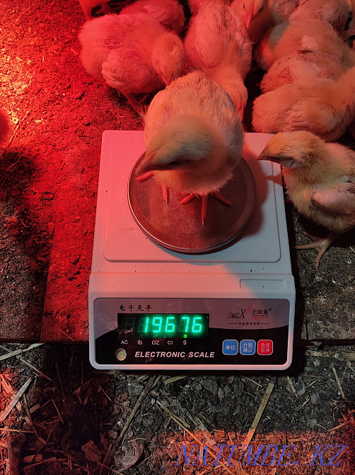 Arbor Icres тауықтары  - изображение 5