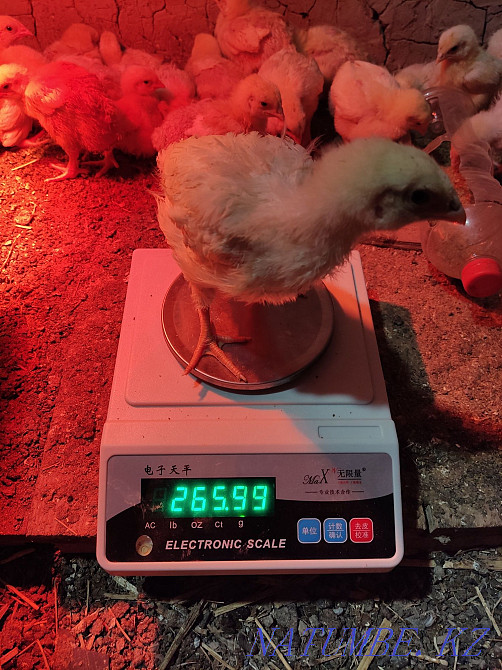 Arbor Icres тауықтары  - изображение 3