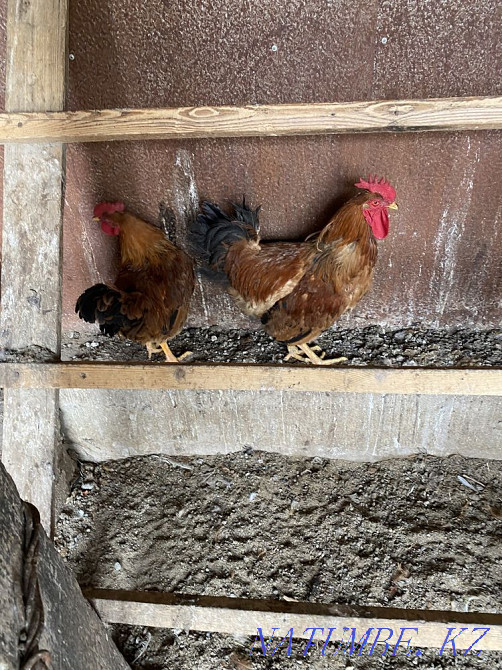 Кучинский әтештері  - изображение 1