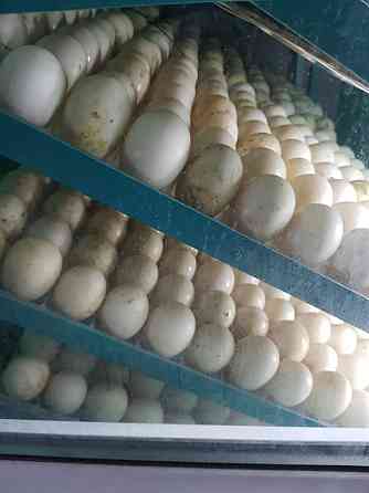 Продам оптом качественно инкубационное яйцо утиное и гусиное Кызылорда