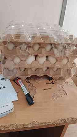 Продам оптом качественно инкубационное яйцо утиное и гусиное  Қызылорда