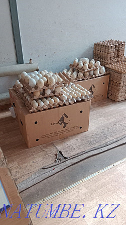 Сапалы инкубациялық үйрек пен қаз жұмыртқасын көтерме сатамын  Қызылорда - изображение 4