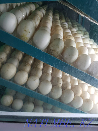 Сапалы инкубациялық үйрек пен қаз жұмыртқасын көтерме сатамын  Қызылорда - изображение 6