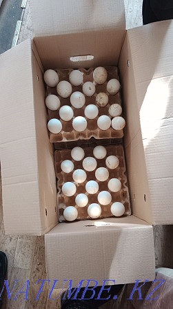 Сапалы инкубациялық үйрек пен қаз жұмыртқасын көтерме сатамын  Қызылорда - изображение 7