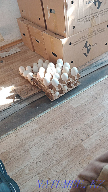 I will sell wholesale and retail hatching duck and goose eggs. Taldykorgan - photo 7