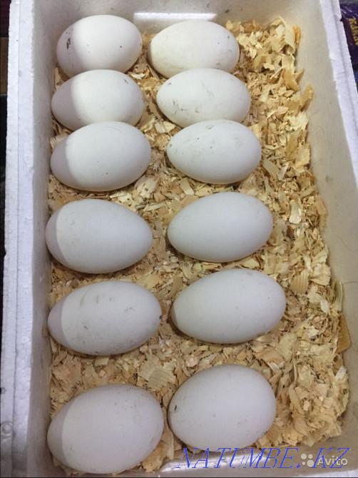 I will sell wholesale and retail hatching duck and goose eggs. Taldykorgan - photo 8