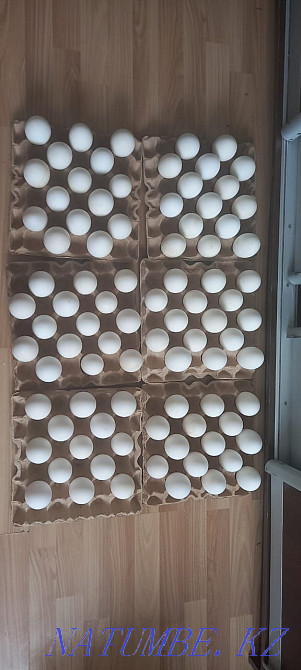 I will sell wholesale and retail hatching duck and goose eggs. Taldykorgan - photo 1
