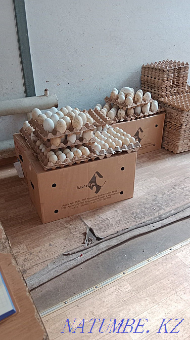 I will sell wholesale and retail hatching duck and goose eggs. Taldykorgan - photo 4