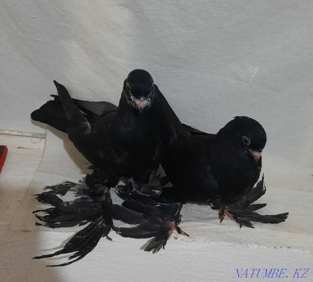 Гулсари смалинные  - изображение 2