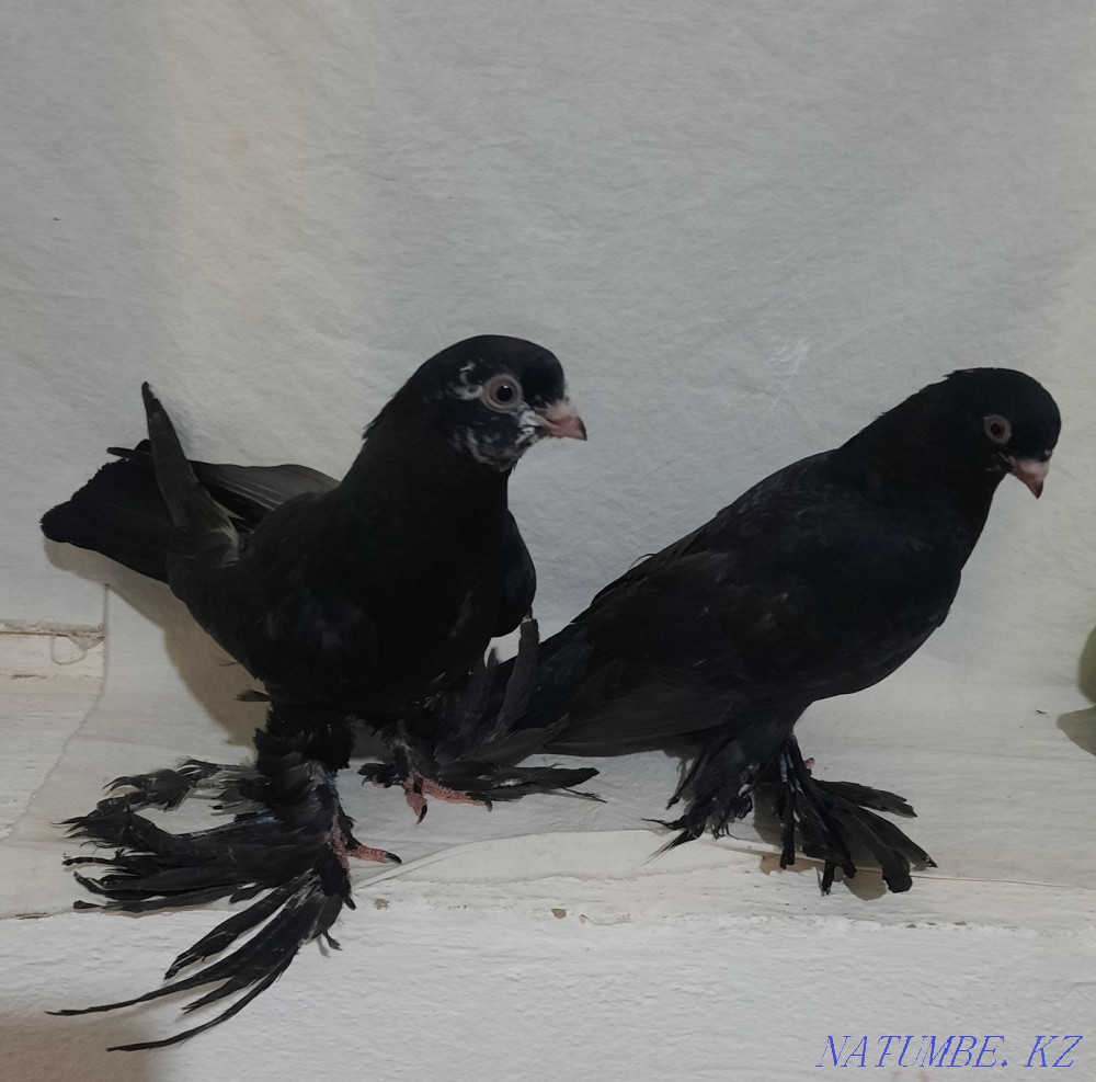 Гулсари смалинные  - изображение 1