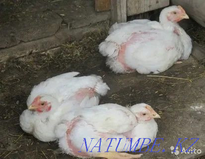 I will sell an incubatory egg of a broiler breed Cobb 500 Pavlodar - photo 3