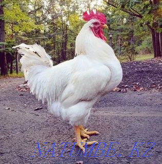 I will sell an incubatory egg of a broiler breed Cobb 500 Pavlodar - photo 1