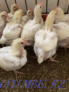 I will sell an incubatory egg of a broiler breed Cobb 500 Pavlodar - photo 4