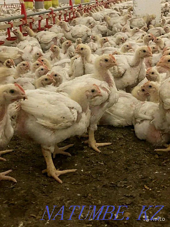 I will sell an incubatory egg of a broiler breed Cobb 500 Pavlodar - photo 6