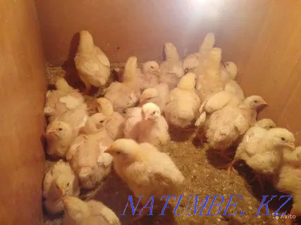 I will sell an incubatory egg of a broiler breed Cobb 500 Pavlodar - photo 8