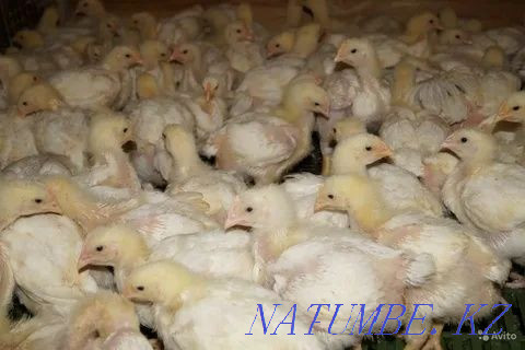 I will sell an incubatory egg of a broiler breed Cobb 500 Pavlodar - photo 5