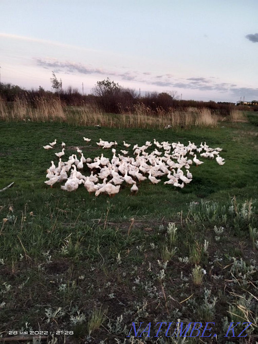 Sell goose and duck hatching eggs Astana - photo 1