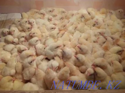 We sell an excellent hatching egg of a broiler breed Cobb 500 Taldykorgan - photo 7