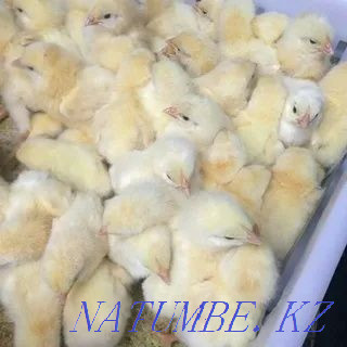 We sell an excellent hatching egg of a broiler breed Cobb 500 Taldykorgan - photo 6