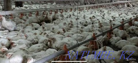 We sell an excellent hatching egg of a broiler breed Cobb 500 Taldykorgan - photo 4