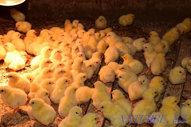 We sell an excellent hatching egg of a broiler breed Cobb 500 Taldykorgan - photo 5