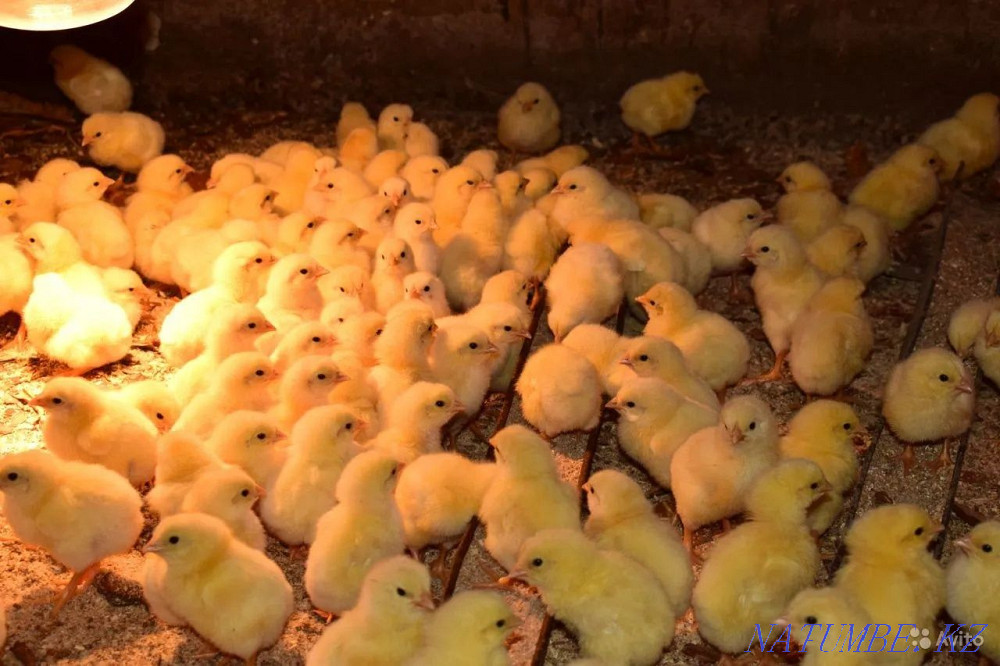 Кобб 500 бройлер тұқымының тамаша инкубациялық жұмыртқасын сатамыз  Талдықорған - изображение 5