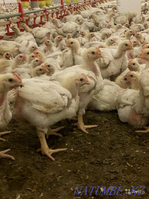 Реализуем отличное инкубационное яйцо бройлера Кобб 500 Тараз - изображение 5